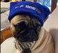 pug, beanie, kombi,